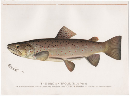 Denton fish lithograph from 1896